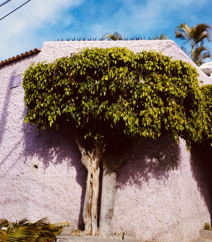 Ajijic Mexico