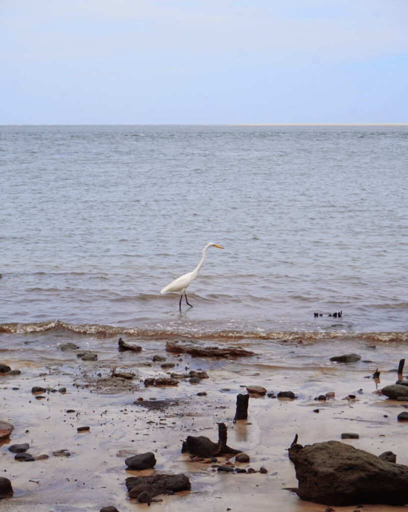 Boneyard Beach