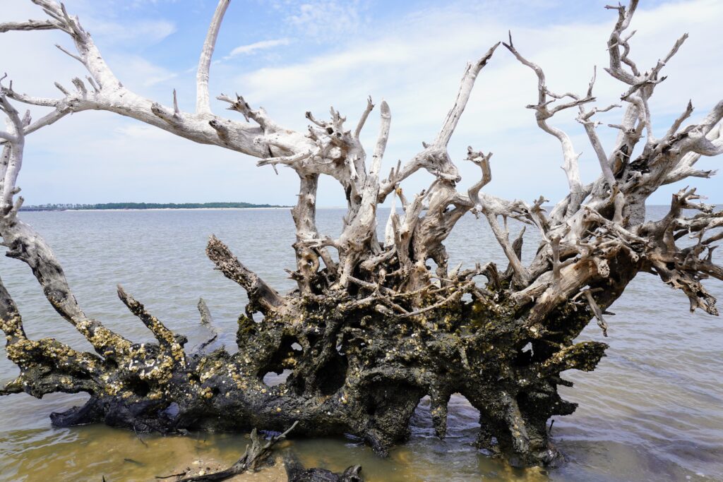 Boneyard Beach