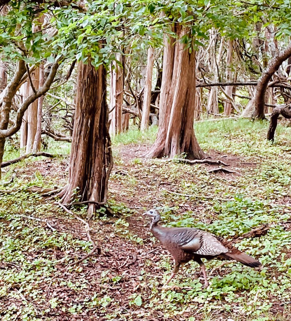 Elizabeth Morton National Wildlife Refuge