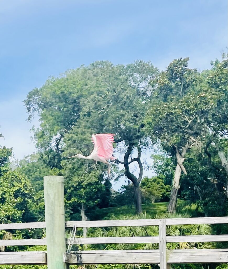Egan's Creek Roseate Spoonbill