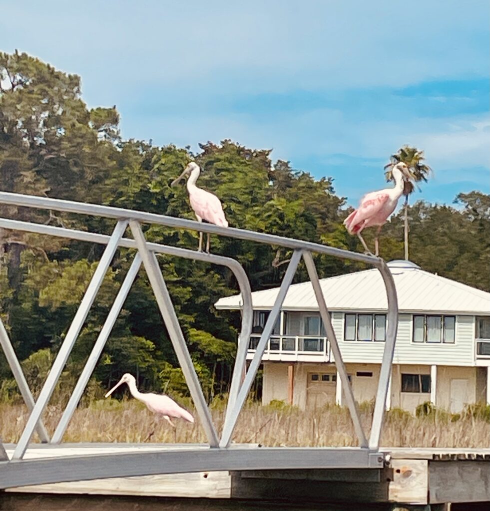 Egan's Creek Roseate Spoonbill