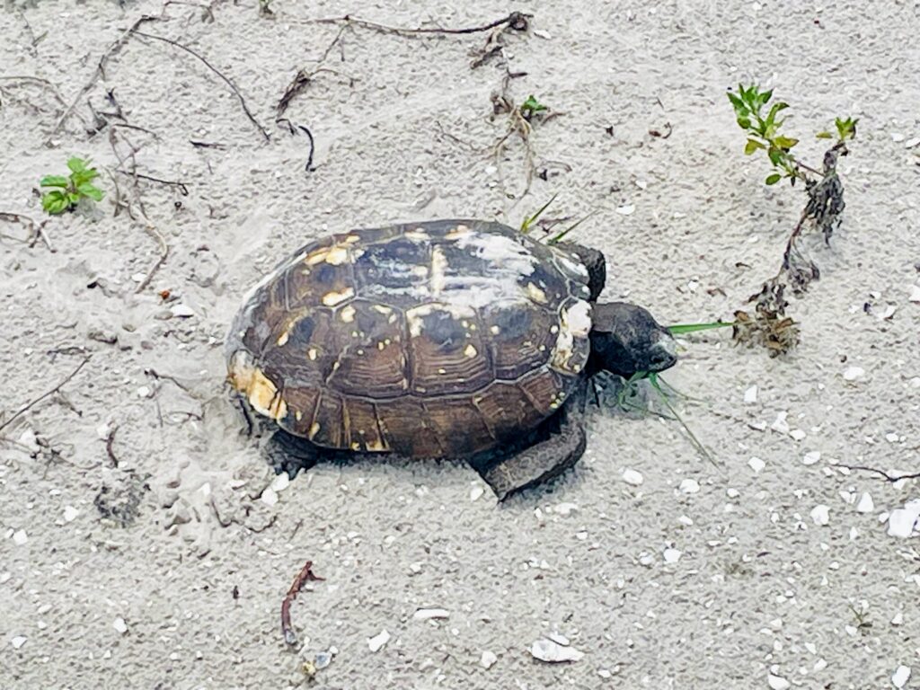 Gopher Tortoise