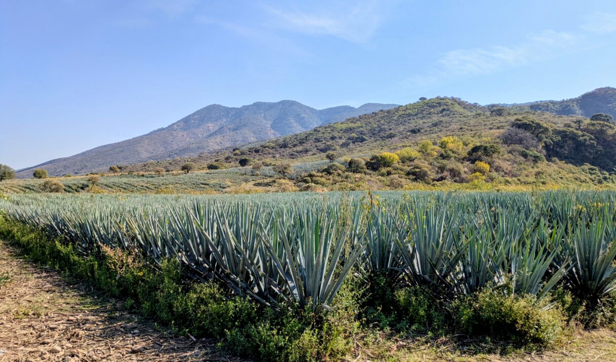 Closing Out 2025 and Welcoming 2026 in Lake Chapala