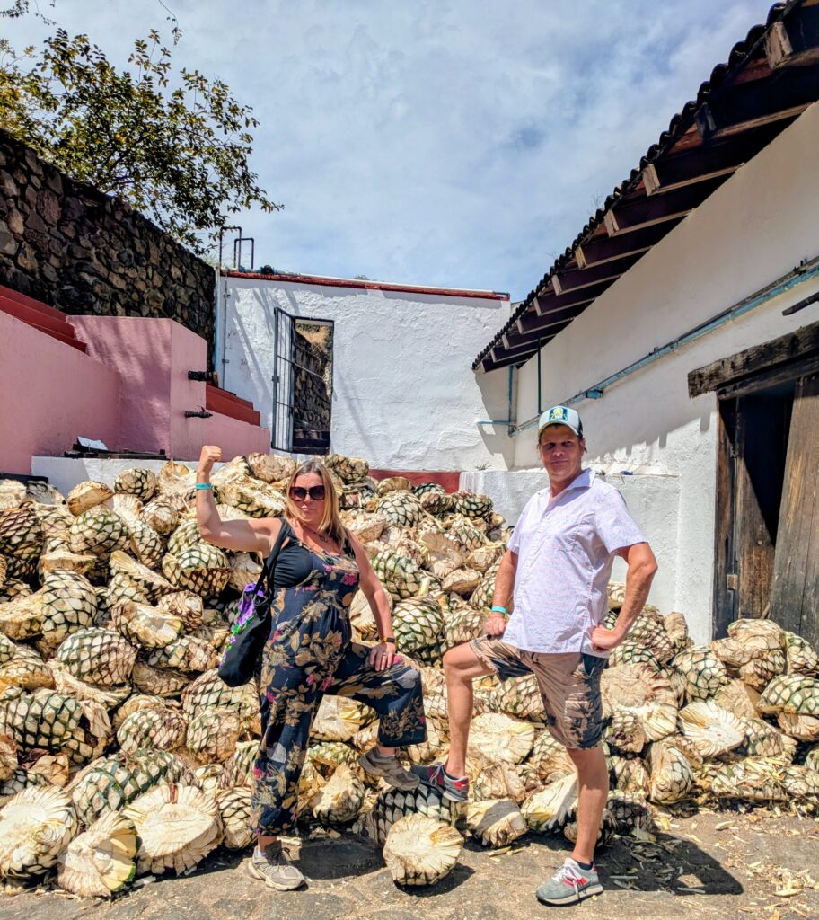 agave piña harvested blue agave Jalisco