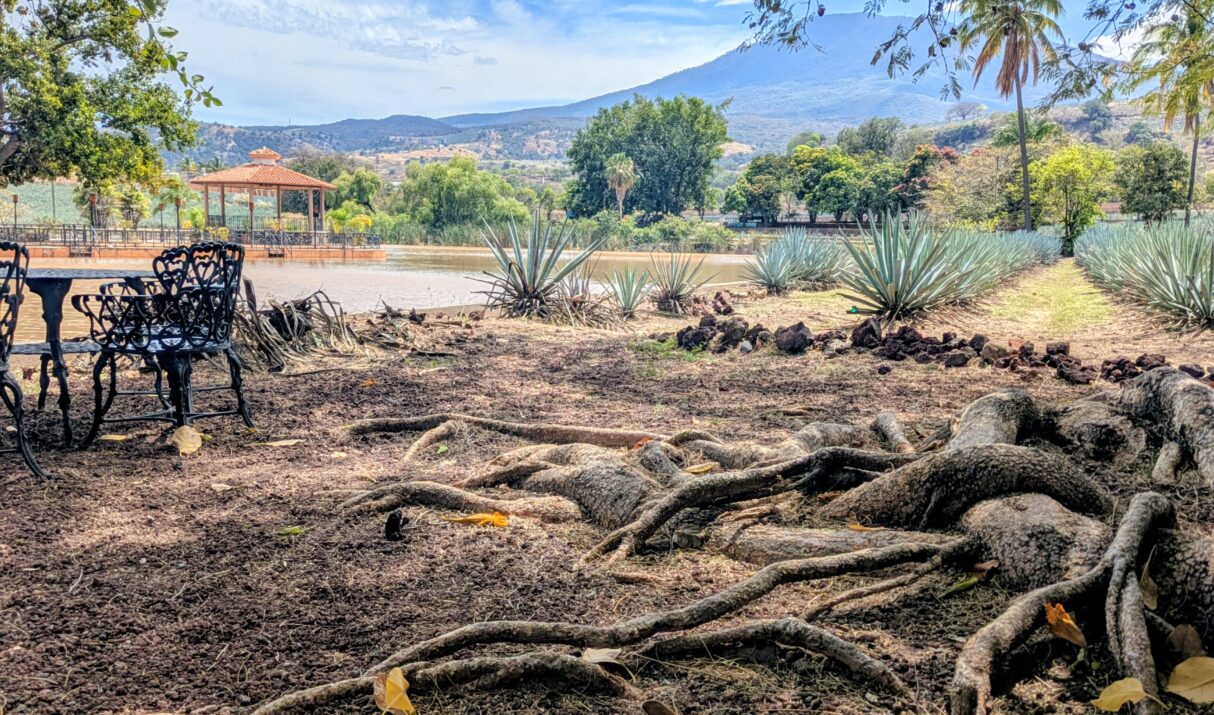 Worth the Wait: A First Trip to Tequila