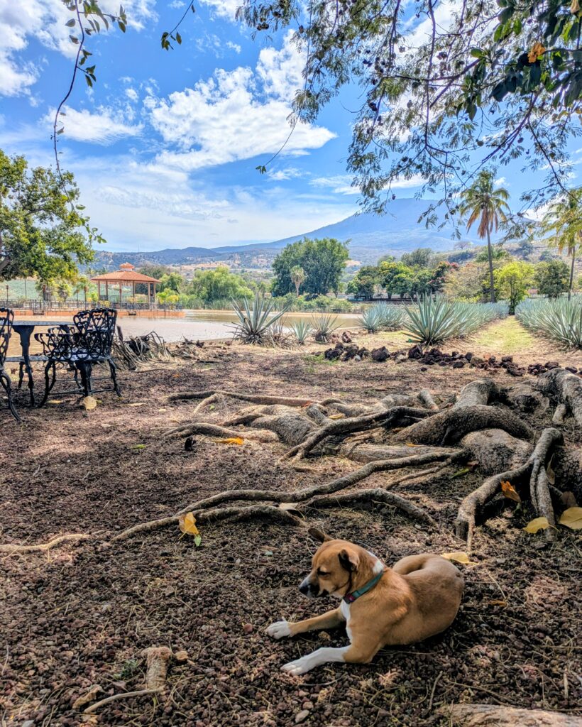 rescue dog Tequila Fortaleza distillery grounds