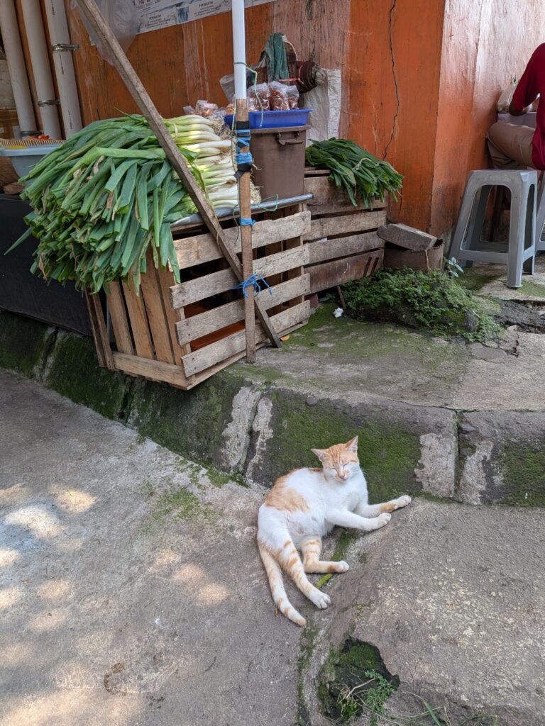 street cats Indonesia Malang
