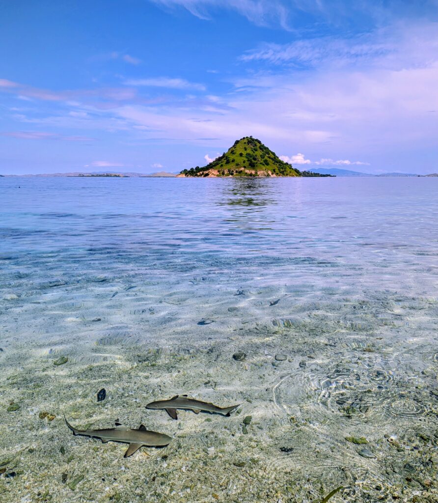 reef sharks snorkeling Kelor Island Indonesia