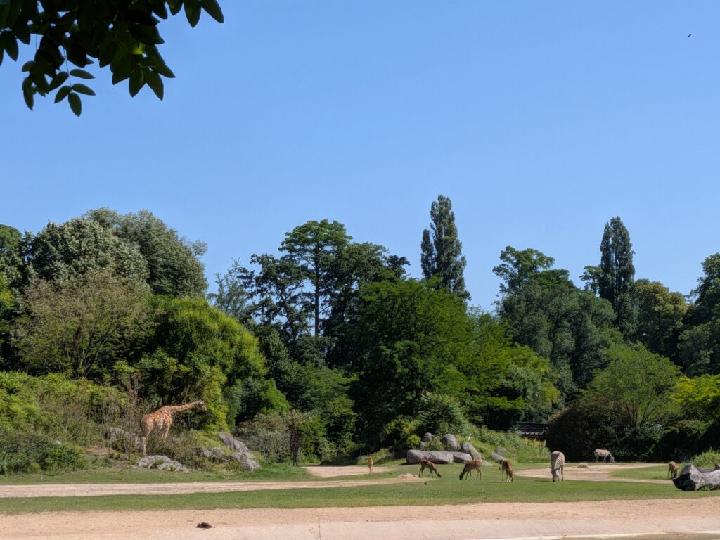Parc de la Tete d'Or Lyon giraffes zoo