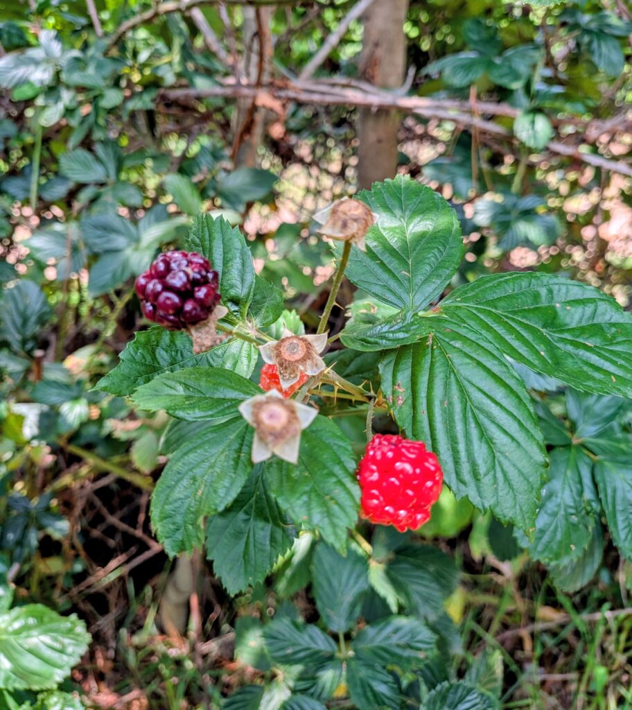 La Toscania farm tour blackberries river Tapalpa