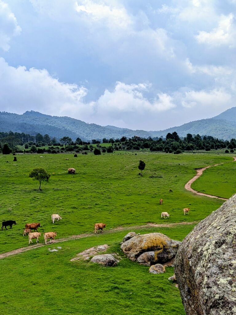 cows valley Las Piedrotas Tapalpa Jalisco