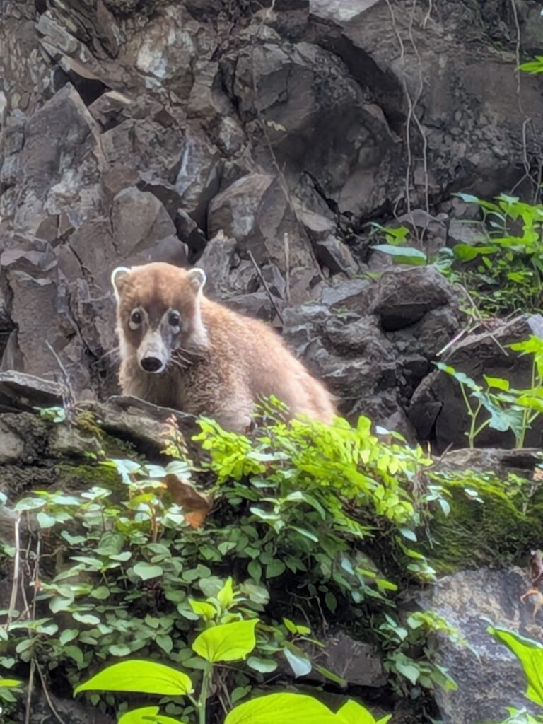 coati Balneario La Toma Jalisco Mexico
