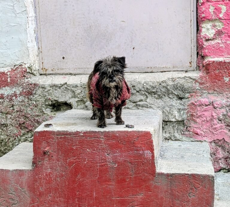 Street Dog Ajijic Mexico
