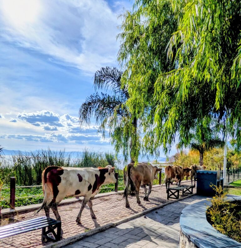 Cows on Lake Chapala